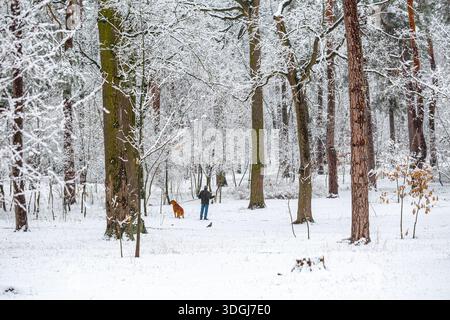 Una persona cammina un pastore dell'Asia centrale (Alabai) attraverso una foresta invernale innevata. Alti alberi sono coperti di neve fresca, catturando il tranquillo solitu Foto Stock