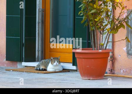 Un intimo tabby e un gatto bianco riposano su un tappetino della porta presso una casa colorata con una grande pianta in vaso. Un concetto di casa accogliente e semplice Foto Stock