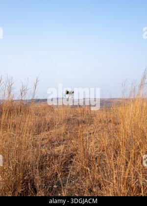 Una fotografia paesaggistica di un vasto campo ricoperto da erba gialla e secca. Un singolo piccolo albero verde si trova in lontananza contro un chiaro e luminoso Foto Stock