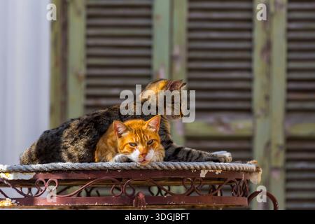 Un gatto da tabby grigio si appoggia protezionalmente dietro un gatto di zenzero arancio su un piccolo tavolo di metallo arrugginito. Il paio è caratterizzato da un forte contatto visivo, simboleggiando il comfort A. Foto Stock