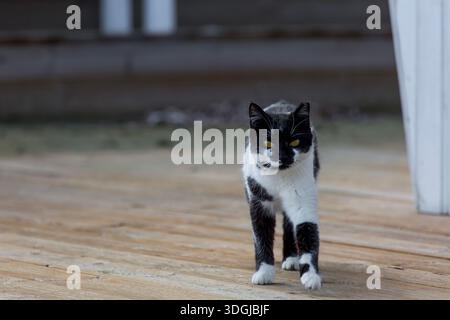 Un sicuro gatto di smoking bianco e nero con gli occhi gialli, cammina volutamente su un ponte di legno. Un concetto di un animale domestico determinato che esplora il suo Foto Stock