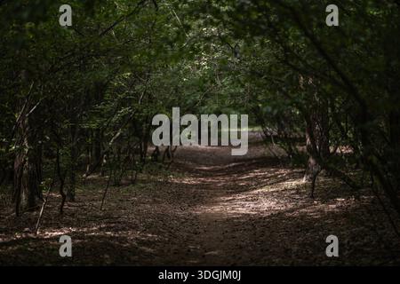 Un sentiero sterrato ricoperto di foglie cadute si snoda attraverso una foresta buia e densa, creando un tunnel naturale. La luce solare soffusa filtra attraverso la tettoia spessa Foto Stock