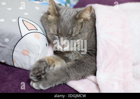 Catturato in un ambiente sereno e accogliente, un bellissimo gatto da tabby grigio si sta godendo un tranquillo sonno. Il gatto è accoccolato comodamente su un morbido e invitante p Foto Stock
