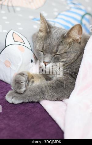 Un primo piano cattura un gatto tabby grigio completamente rilassato e dorme sonni tranquilli sotto una morbida coperta rosa. La testa del gatto si appoggia su un comodo braccio Foto Stock
