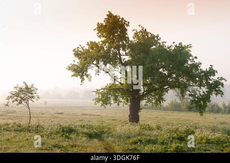 Grande quercia verde solitaria sorge nel mezzo di un ampio prato erboso ricoperto di nebbia mattutina durante una splendida alba dorata che crea un Foto Stock