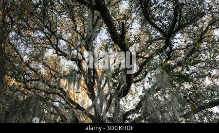 La luce del sole filtra tra tra querce drappeggiate di muschio spagnolo in un bosco del Texas, creando una luce soffusa e naturale e un baldacchino della foresta. Foto Stock