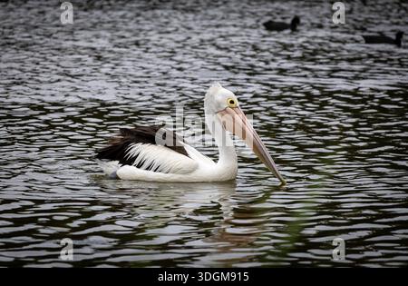 Il pellicano australiano (Pelecanus conspicillatus) nuota sulla laguna di Bellambi, Wollongong, nuovo Galles del Sud, Australia. Foto Stock