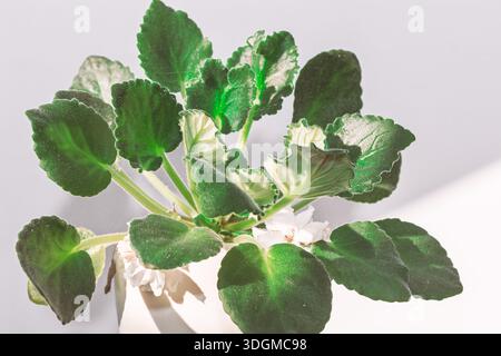Viola africana in pentola bianca, con foglie di verde scuro sfocato e delicati fiori bianchi. Il motivo a foglia di rosetta e l'illuminazione soffusa accentuano la texture delle piante e la Foto Stock