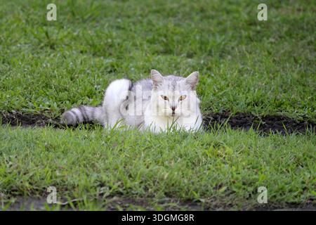 Gatto bianco e grigio adagiato in una macchia di erba verde Foto Stock
