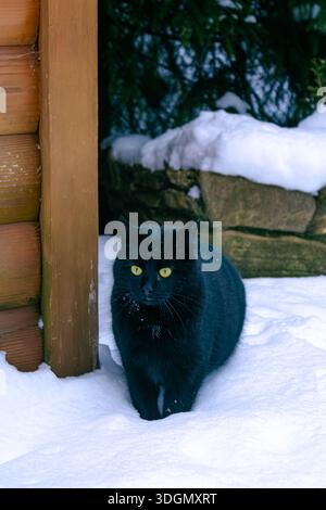 Un gatto nero con gli occhi verdi nella neve. Un gatto nero su sfondo bianco. Foto Stock