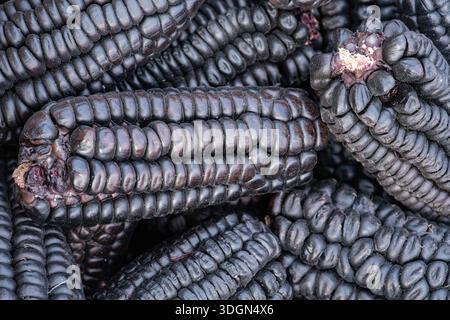 Corn per bevanda di mais viola, cucina andina peruviana. Foto Stock
