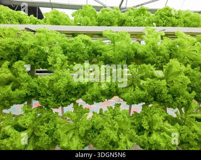 Vista grandangolare di un sistema idroponico verticale con più livelli di lattuga verde fresca. Foto Stock