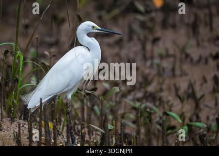 Garzetta, Egretta garzetta Foto Stock
