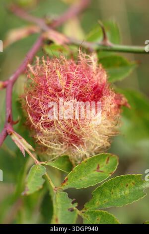 Il cuscino di Robin, Diplolepis rosae, causato da larve di vespa cipollina che si sviluppano in un cespuglio di rose selvatiche infette. Chiamato anche Bedeguar Gall. Foto Stock