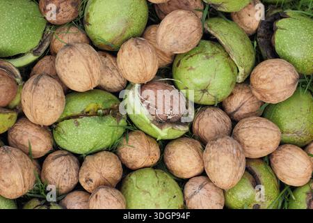 Noci. Juglans regia. Noci inglesi comuni appena raccolte in buccia, rivelando il seme; cioè il guscio contenente una noce commestibile e gustosa. REGNO UNITO Foto Stock