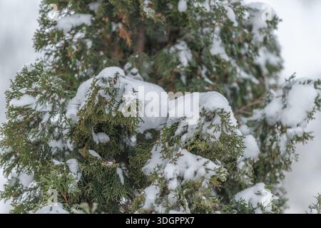 Scena festosa di thuja baciata dalla neve, atmosfera sempreverde della ghirlanda, suggeriti elementi naturali della corona, luci fredde e luminose, versatile per salutare CA Foto Stock