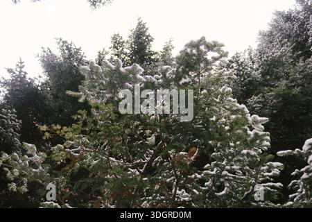 Abete ricoperto di neve, vista dal basso. Rami di abete Evergreen ricoperti dalla neve dal basso Foto Stock