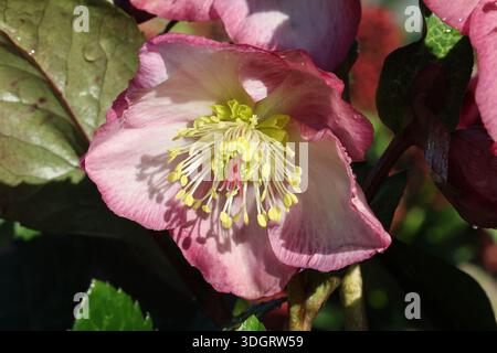 Fiore di Celiobore (rosa di Natale) singolo rosa rossastro. Helleborus x iburgensis HGC Ice N' Roses Mindy Marble Foto Stock