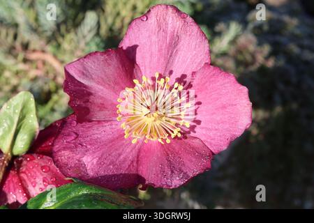 Primo piano di un singolo fiore rosa rosa rosa rosa di Natale. Helleborus x iburgensis HGC Ice N' Roses Mindy Marble Foto Stock