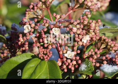 Primo piano di fiori laurustinus rosa pallido e boccioli rosa più profondi spolverati di neve. Viburnum tinus "prezzo EVE" Foto Stock