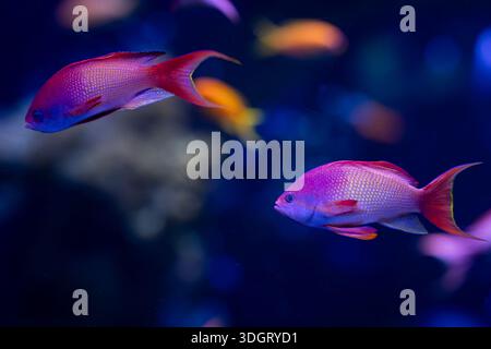 Vivace pesce goldie di mare (Pseudanthias squamipinnis) che nuota in acque blu profonde con un morbido sfondo bokeh tropicale. goldie di mare che brillano sott'acqua. Foto Stock