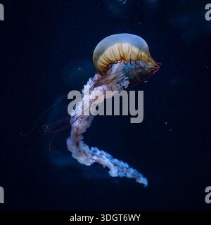 Le meduse di ortica del Pacifico si spostano aggraziatamente in acque blu profonde con lunghi tentacoli che scorrono. Elegante medusa che galleggia in un oceano blu scuro. Foto Stock
