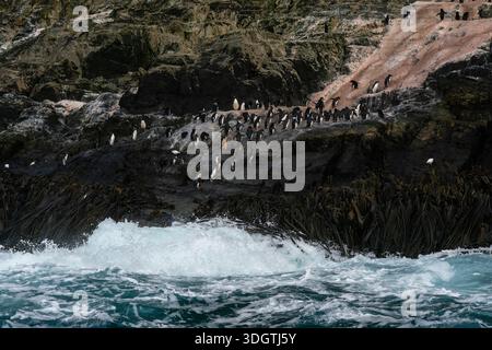 Pinguini di Macaroni (Eudyptes chrysolophus), Isole Willis, Georgia del Sud. Foto Stock