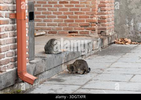 Due gatti del tabby mangiano cibo secco su un pavimento in pietra vicino alle pareti in mattoni, il tubo di scarico in metallo, i colori urbani tenui, la luce naturale creano un'atmosfera sincera ogni giorno Foto Stock