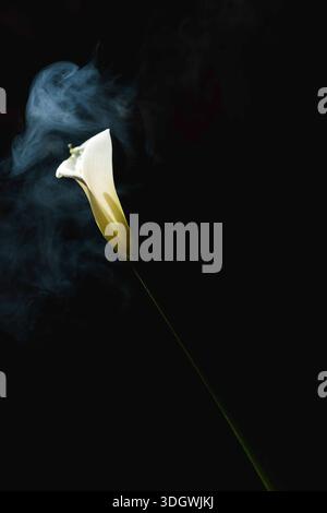 Fiore di giglio di calla bianco avvolto da fumo o nebbia su sfondo nero. Atmosfera misteriosa e drammatica. Foto Stock