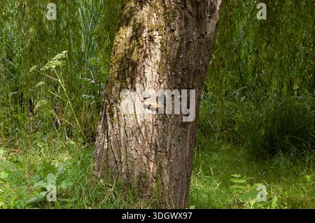Tronco di salice spesso con muschio verde e fungo a staffa sulla corteccia, circondato da erba lussureggiante, canne verdi sullo sfondo e salice sospeso Foto Stock