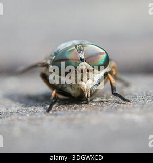 Zoccolo con corna di tacca, (volo a cavallo) Foto Stock