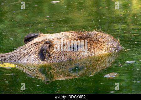 Hydrochoerus hydrochaeris o Capybara in primo piano in acqua Foto Stock