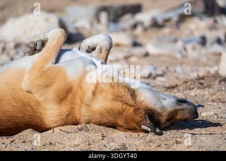 Cane randagio egiziano Baladi con etichetta auricolare che rotola su terreno sabbioso, protettorato di Wadi Degla, Egitto Foto Stock