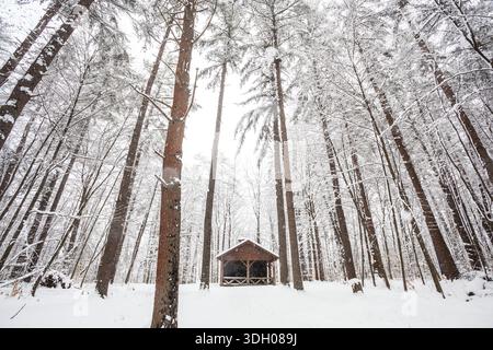 Capanna in legno in una tempesta invernale circondata da alberi alti e in caduta Foto Stock
