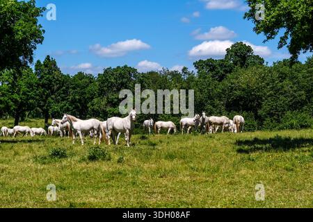 Cavalli bianchi Lipizzaner che pascolano su un pascolo verde presso la Lipica Stud Farm, con una foresta e un cielo blu in lontananza. Foto Stock