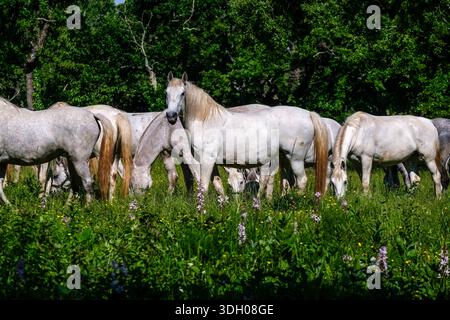 Cavalli bianchi Lipizzaner che pascolano in un prato soleggiato alla Lipica Stud Farm, con fitti alberi in lontananza. Foto Stock