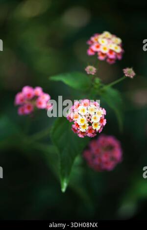 Fiori lantani multicolori in fiore in giardino Foto Stock