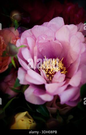 Primo piano di pistole gialle all'interno della peonia rosa Foto Stock