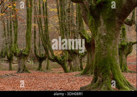 Antichi faggi impollardati coperti Foto Stock