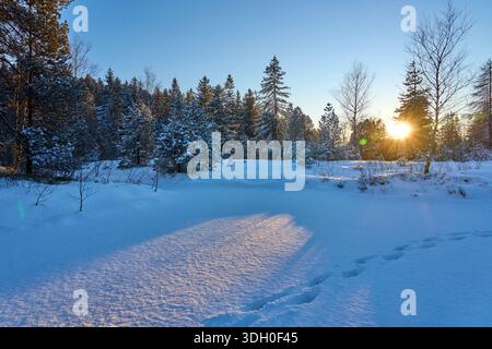 I raggi del sole splendono attraverso le cime degli alberi di una foresta di abeti rossi in una fredda giornata invernale nelle Alpi Allgäu, creando un suggestivo scenario di foresta alpina con glo Foto Stock