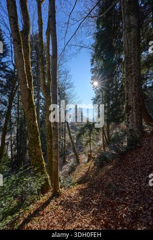 I raggi del sole splendono attraverso le cime degli alberi di una foresta di abeti rossi in una fredda giornata invernale nelle Alpi Allgäu, creando un suggestivo scenario di foresta alpina con glo Foto Stock