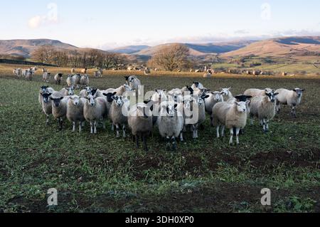 L'alimentazione delle pecore in un campo di piante da radice durante l'inverno, Hawes, Wensleydale, Yorkshire Dales National Park, Regno Unito Foto Stock