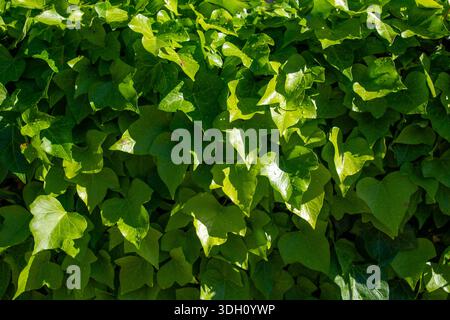 Foglie di edera verde fresche ricoperte di pioggia o gocce di rugiada. Sfondo fogliame naturale adatto per natura, freschezza e concetti ambientali. Foto Stock