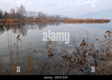 Una serena vista invernale nella riserva naturale di Torbiere d’Iseo, che mette in evidenza canne alte, acqua ancora riflettente e colline lontane sotto un cielo soffice e nuvoloso. Foto Stock