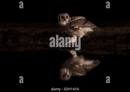 Gufo d'aquila (gigante) di Verreaux (bubo lacteus) in acqua di notte, Shompole Conservancy, contea di Kajiado, Kenya Foto Stock