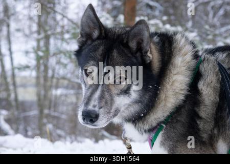 Slitta trainata da cani Huskie nella natura selvaggia lettone in questo tour da riga. Una squadra di husky. Foto Stock