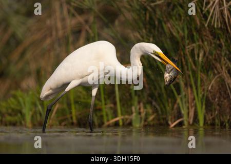 Grande egret bianco (Ardea alba) con pesci, riserva di caccia Zimanga, Sudafrica Foto Stock