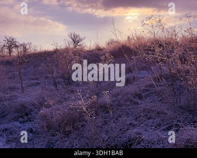 Piante congelate in un campo innevato e cielo dell'alba in inverno Foto Stock