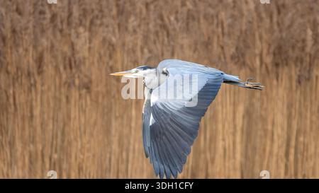Un airone grigio che vola sopra canne secche con ali completamente estese in luce naturale. Foto Stock