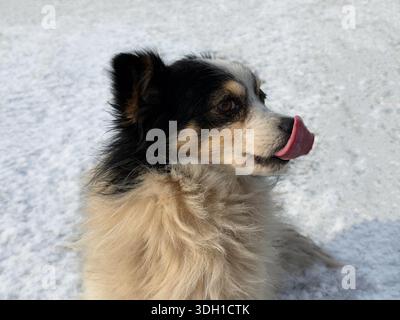 Cane seduto nella neve e leccare la lingua al naso Foto Stock